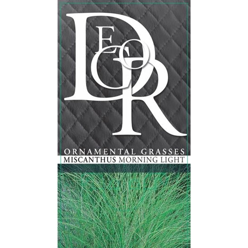 Glansmiskantus – Miscanthus sinensis 'Morning Light' - C2